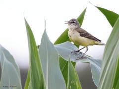 Gele kwikstaart  20230726  Gisteren kwam ik een gele kwikstaart oudervogel tegen die zich nog sterk bekommerde over een jongeling. Ze vlogen een maisveld in, ik denk vooral om beschutting te vinden en niet zo zeer om voedsel te zoeken? De ouder, ik denk een vrouwtje, keek goed in het rond om het jong te volgen. Vaak werd er geroepen om contact te maken.