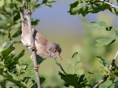 Grasmus  20230809  Twee maanden terug liet deze grasmus zich heel goed zien voor de kijkhut bij de Flesch in de Pannenhoef. De grasmus is niet het moeilijkste vogeltje om goed op de foto te krijgen. Ze zijn levendig, laten zich vaak goed herkenbaar en goed in zicht horen en zijn niet al te schuw.