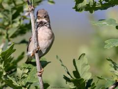 Grasmus  20230809  Twee maanden terug liet deze grasmus zich heel goed zien voor de kijkhut bij de Flesch in de Pannenhoef. De grasmus is niet het moeilijkste vogeltje om goed op de foto te krijgen. Ze zijn levendig, laten zich vaak goed herkenbaar en goed in zicht horen en zijn niet al te schuw.