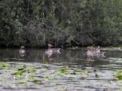 Grauwe Gans  20230811  Van probleemvogel naar probleemvogel. Ik bedoel daarmee dat halverwege de vorige eeuw in ons land de grauwe gans nagenoeg verdwenen was als broedvogel en daarom een helpende hand nodig had. Dat dat geholpen heeft kunnen we nu overal zien want nu zijn er weer te veel grauwe ganzen in onze natuur. Er is weer een helpende hand nodig, nu om bijvoorbeeld de eieren in olie te dompelen zodat er geen kuikens geboren worden.