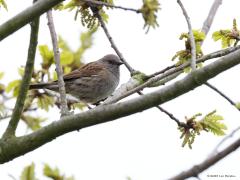 Heggenmus  20230722  Je kent deze vast wel, woont wellicht ook in je tuin. Heggenmussen broeden in vrijwel het hele land, maar zijn in het noordoosten wat schaarser dan elders. Nergens komen zo veel heggenmussen voor als in bebouwing met veel groen, maar ook boerenland met veel heggen kan goed bezet zijn. In bossen is de heggenmus veelal een randbewoner die tevens dichte jonge aanplant graag bezet. In het voorjaar wachten we allemaal op zijn mooie liedje. Juist in deze weken, eind juli begin augus