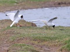 Kokmeeuw  20230805  Deze foto's zijn midden april gemaakt in de Schakerloopolder, daar aan het eind van de Oesterdam, net in Tholen. Hier huisde een grote kolonie kokmeeuwen. Helaas sloeg ook hier de vogelgriep toe bij de kokmeeuwen. Niet zeker dus dat de meeuwen op de foto de zomer overleeft hebben.