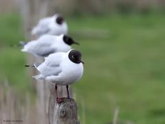 Kokmeeuw  20230803  De kokmeeuw werd gisteren nog genoemd in het NOS-Journaal; ze hebben heel veel last gehad van een nieuwe variant van de vogelgriep; duizenden kokmeeuwen zijn er aan dood gegaan. En het ging al niet zo best met deze meeuw de afgelopen decennia. Hier gelukkig nog even drie op een rij; eentje spot on de andere als achtergrond.