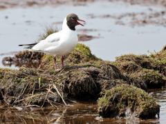 Kokmeeuw  20230805  Deze foto's zijn midden april gemaakt in de Schakerloopolder, daar aan het eind van de Oesterdam, net in Tholen. Hier huisde een grote kolonie kokmeeuwen. Helaas sloeg ook hier de vogelgriep toe bij de kokmeeuwen. Niet zeker dus dat de meeuwen op de foto de zomer overleeft hebben.