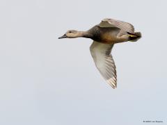 Krakeend  20230812  Heb je weleens een eend niet snel zien vliegen? Vast niet want dat kunnen ze niet goed. Een eend is best zwaar en de vleugels zijn niet al te groot. Daarom hebben de vleugels flink wat snelheid nodig om voldoende lift te genereren.