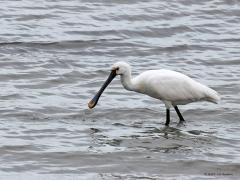 Lepelaar  20230816  Gisteren zag ik bij het Bergsediepsluisstrand een lepelaar foerageren. Mooi om te zien hoe handig die was. In een flink tempo zwiepte die de lepelsnavel door het water en met regelmaat werd wat gevangen. Met twee wipjes werd dan iets van de snavel voor tot achter in de keel gewipt. De vogel liep op best grote afstand en zo kreeg ik het idee dat er alleen maar lucht werd gevangen. Maar op een foto is toch duidelijk te zien dat het hier om een garnalenvisser ging.