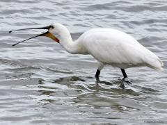 Lepelaar  20230816  Gisteren zag ik bij het Bergsediepsluisstrand een lepelaar foerageren. Mooi om te zien hoe handig die was. In een flink tempo zwiepte die de lepelsnavel door het water en met regelmaat werd wat gevangen. Met twee wipjes werd dan iets van de snavel voor tot achter in de keel gewipt. De vogel liep op best grote afstand en zo kreeg ik het idee dat er alleen maar lucht werd gevangen. Maar op een foto is toch duidelijk te zien dat het hier om een garnalenvisser ging.