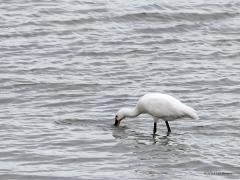 Lepelaar  20230816  Gisteren zag ik bij het Bergsediepsluisstrand een lepelaar foerageren. Mooi om te zien hoe handig die was. In een flink tempo zwiepte die de lepelsnavel door het water en met regelmaat werd wat gevangen. Met twee wipjes werd dan iets van de snavel voor tot achter in de keel gewipt. De vogel liep op best grote afstand en zo kreeg ik het idee dat er alleen maar lucht werd gevangen. Maar op een foto is toch duidelijk te zien dat het hier om een garnalenvisser ging.