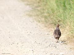 Patrijs  20230720  Gisteravond was de patrijs nog een item in het NOS-Journaal. Het gaat niet goed met de patrijs. Gelukkig zijn er boeren die tegen vergoeding kruidenranden verzorgen. Maar het rendement valt tegen, er is een tekort aan geschikt biotoop. De foto is wel passend vind ik, een patrijs haastig en angstig op zoek naar een geschikt stukje leefgebied.