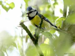 Pimpelmees  20230823  In het dichte groen van de Krochten kwam ik deze pimpels tegen. Eentje vond mijn bezoek maar niks en zette zijn kuif en keel op. De andere, misschien een jonge vogel, had geen oog voor mij maar alleen voor kleine insectjes.