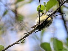 Pimpelmees  20230823  In het dichte groen van de Krochten kwam ik deze pimpels tegen. Eentje vond mijn bezoek maar niks en zette zijn kuif en keel op. De andere, misschien een jonge vogel, had geen oog voor mij maar alleen voor kleine insectjes.