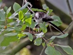 Staartmees  20230717  Veel jonge vogels in het bos nu. Hier daarvan een voorbeeld. Een juveniele staartmees. Overduidelijk te zien een jonkie, nog niet zo lang uit het nest denk ik. Nog helemaal niet goed op kleur maar wel al een echt lange staart. De juveniele staartmees heeft nog een duidelijk kenmerk; de oogring is namelijk nog dof rood gekleurd, later wordt die geel.