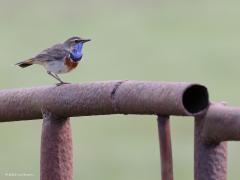 Blauwborst  20230902  Een van mijn leukere vogelontmoetingen afgelopen zomer was met deze blauwborst in de Oude Buisse Heide. Mooi zangvogeltje. En zingen kan ie goed, doet ie veel in het voorjaar. Heeft ook een mooie opvallende baltsvlucht. Nu zijn er in ons land zeker achtmaal zo veel blauwborstjes in ons land dan in 1980.