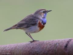 Blauwborst  20230902  Een van mijn leukere vogelontmoetingen afgelopen zomer was met deze blauwborst in de Oude Buisse Heide. Mooi zangvogeltje. En zingen kan ie goed, doet ie veel in het voorjaar. Heeft ook een mooie opvallende baltsvlucht. Nu zijn er in ons land zeker achtmaal zo veel blauwborstjes in ons land dan in 1980.