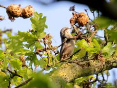 Boomklever  20230909  Heel hoog in een joekel van een eikenboom ontwaarde ik een boomklever die een leuk gedrag liet zien. De vogel was meerdere gallen aan het inspecteren, zou daarin nog iets eetbaars te vinden zijn? Insecten verstoren de groei van een blad en laten op die manier een huisje groeien, een gal, waarin hun larven veilig kunnen opgroeien. De klever stak zijn snavel in de gal en vond af en toe nog iets eetbaars, daar leek het in ieder geval op want uiteindelijk zat er nog iets zwarts in de