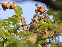 Boomklever  20230909  Heel hoog in een joekel van een eikenboom ontwaarde ik een boomklever die een leuk gedrag liet zien. De vogel was meerdere gallen aan het inspecteren, zou daarin nog iets eetbaars te vinden zijn? Insecten verstoren de groei van een blad en laten op die manier een huisje groeien, een gal, waarin hun larven veilig kunnen opgroeien. De klever stak zijn snavel in de gal en vond af en toe nog iets eetbaars, daar leek het in ieder geval op want uiteindelijk zat er nog iets zwarts in de