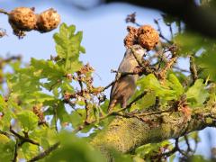 Boomklever  20230909  Heel hoog in een joekel van een eikenboom ontwaarde ik een boomklever die een leuk gedrag liet zien. De vogel was meerdere gallen aan het inspecteren, zou daarin nog iets eetbaars te vinden zijn? Insecten verstoren de groei van een blad en laten op die manier een huisje groeien, een gal, waarin hun larven veilig kunnen opgroeien. De klever stak zijn snavel in de gal en vond af en toe nog iets eetbaars, daar leek het in ieder geval op want uiteindelijk zat er nog iets zwarts in de