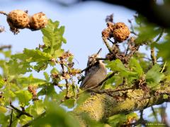 Boomklever  20230909  Heel hoog in een joekel van een eikenboom ontwaarde ik een boomklever die een leuk gedrag liet zien. De vogel was meerdere gallen aan het inspecteren, zou daarin nog iets eetbaars te vinden zijn? Insecten verstoren de groei van een blad en laten op die manier een huisje groeien, een gal, waarin hun larven veilig kunnen opgroeien. De klever stak zijn snavel in de gal en vond af en toe nog iets eetbaars, daar leek het in ieder geval op want uiteindelijk zat er nog iets zwarts in de