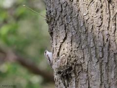 Boomkruiper  20230907  Het gaat best goed met deze leuke kruiper. Het is ook een echte standvogel, een broedvogel die je het hele jaarrond tegen kunt komen. Ze worden maar zelden op enige afstand van de broedgebieden gezien. Er is heel weinig trek, misschien nog wel enkele vogels uit de grensstreek. Om ze te zien moet je goed opletten bij forse bomen met ruwe stam. Ze zoeken de schors van onderen naar boven af op verstopte insecten. Als ze je zien gaan ze vaak lekker aan de achterkant van de st