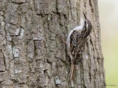 Boomkruiper  20230907  Het gaat best goed met deze leuke kruiper. Het is ook een echte standvogel, een broedvogel die je het hele jaarrond tegen kunt komen. Ze worden maar zelden op enige afstand van de broedgebieden gezien. Er is heel weinig trek, misschien nog wel enkele vogels uit de grensstreek. Om ze te zien moet je goed opletten bij forse bomen met ruwe stam. Ze zoeken de schors van onderen naar boven af op verstopte insecten. Als ze je zien gaan ze vaak lekker aan de achterkant van de st