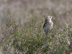 Boompieper  20230914  Ook op de heide kun je in de zomer deze pieper aantreffen. Maar vaker vind je hem in grote struiken of bomen. Is gemakkelijk te verwarren met de graspieper maar die moet je meer in de buurt van weilanden zoeken.