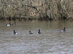 Kuifeend  20230317  In de beek of in een natuurgebied hier in de buurt, overal kun je ze tegen komen deze leuke eendjes. Dat is niet altijd zo geweest want pas na ca. 1950 werden ze meer en meer gezien in ons land. In heel West-Europa namen ze vanaf toen toe.  Hierbij speelden waarschijnlijk verdroging en ontginning van Oost-Europese broedgebieden en toegenomen voedselrijkdom van Nederlandse wateren mee. De toename zette tussen pakweg 1975 en 2000 nog door op vooral de hoge gronden. Op de lage gronde