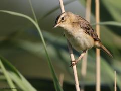 Rietzanger  20230615  Deze rietzanger trof ik aan in de Noordpolder bij Calfven. Er leek niets aan de hand, de vogel was druk in de weer, oogde zeker fit. Maar moet je die pootjes zien, dat is niet normaal, die zien er niet goed uit. Weet iemand wat er aan de hand is met die pootjes?