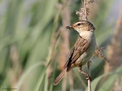 Rietzanger  20230615  Deze rietzanger trof ik aan in de Noordpolder bij Calfven. Er leek niets aan de hand, de vogel was druk in de weer, oogde zeker fit. Maar moet je die pootjes zien, dat is niet normaal, die zien er niet goed uit. Weet iemand wat er aan de hand is met die pootjes?