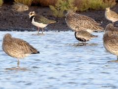 Aziatische Goudplevier  20231007  Nu, na het broedseizoen, hebben goudplevieren hun veren gewisseld en lijken zowel mannetjes, vrouwtjes en juvenielen erg veel op elkaar. In de groep die ik deze week zag zaten nog enkele vogels die wat achter liepen met hun garderobe. Het wit en wart op de buik was daarbij nog duidelijk te zien. Tijdens hoog water rusten ze in het binnenland op een veilige plek. Het is lang wachten, wordt je stijf van, daarom moet af en toe de poten worden gestrekt.