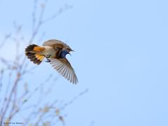 Blauwborst  20231014  Een van de leukere zomervogels vind ik de blauwborst. We vinden hem gelukkig steeds vaker de laatste jaren. Dat vinden komt ook omdat de blauwborst best een actieve zanger en vlieger is. Best fel is ie zelfs. Verdedigt fanatiek zijn stukje wereld en laat dat met zijn mooie liedje duidelijk horen. Bovendien heeft de blauwborst een opvallende balts- en verdedigingsvlucht. Zijn heel opvallende staart ontgaat je daarbij niet.