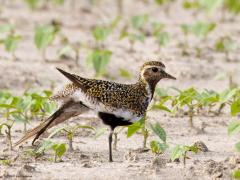 Goudplevier  20231009  Deze goudplevier trof ik eerder aan eind juli, dus in zomerkleed. Frappant die verschillen tussen zomer- en winterjas. Deze plevier was geheel alleen aan het rondneuzen op een akker waar het gewas net de kop uit het zand stak. Ik vond het wat vreemd zo helemaal alleen want ik meende dat goudplevieren steeds in groepjes vertoefden?