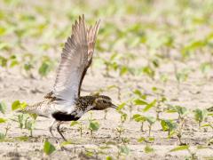 Goudplevier  20120721  Hogerwaardpolder