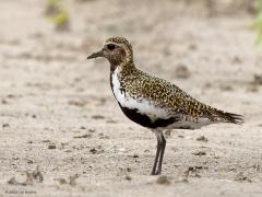 Goudplevier  20231009  Deze goudplevier trof ik eerder aan eind juli, dus in zomerkleed. Frappant die verschillen tussen zomer- en winterjas. Deze plevier was geheel alleen aan het rondneuzen op een akker waar het gewas net de kop uit het zand stak. Ik vond het wat vreemd zo helemaal alleen want ik meende dat goudplevieren steeds in groepjes vertoefden?