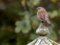 Heggenmus  20231021  Toen ik eergisteren door de schuifpui naar de eekhoorn aan het kijken was kwam een heggenmus op het topje van mijn voerhuisje zitten. Natuurlijk daarom ook even op dit vogeltje gemikt. Zou het dezelfde vogel zijn die in de zomer in mijn tuin woont? Is lang niet zeker want de najaarstrek speelt nagenoeg geheel af in september en oktober. Onze eigen broedvogels blijven in eigen land maar kunnen zo nodig dichtbij een plaats zoeken met meer voedsel. In de winter kunnen er wel meer