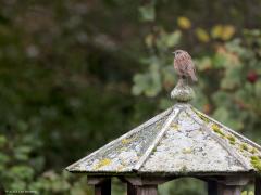 Heggenmus  20231021  Toen ik eergisteren door de schuifpui naar de eekhoorn aan het kijken was kwam een heggenmus op het topje van mijn voerhuisje zitten. Natuurlijk daarom ook even op dit vogeltje gemikt. Zou het dezelfde vogel zijn die in de zomer in mijn tuin woont? Is lang niet zeker want de najaarstrek speelt nagenoeg geheel af in september en oktober. Onze eigen broedvogels blijven in eigen land maar kunnen zo nodig dichtbij een plaats zoeken met meer voedsel. In de winter kunnen er wel meer