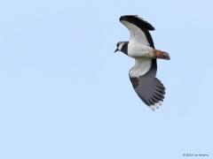 Kievit  20230930  In het Engels heet ie 'Northern Lapwing'. Dat laatste 'Lapwing' op zijn Zunderts vertaald staat voor 'flinke lappen c.q. flappen van vleugels'. Dat klopt wel maar ook weer niet. Dat 'Lap' staat natuurlijk voor de ronde, de afgeronde, vleugels. En dat is hier mooi te zien. De kievit heeft inderdaad flinke afgeronde vleugels waarmee hij met relatief langzame slagen al boven blijft.