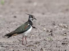 Kievit  20230928  Vroeger zag je deze mooie plevier bijna uitsluitend in kruidenrijk grasland, tegenwoordig steeds meer op akkers, bij gebrek aan geschikt grasland.