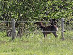 Ree  20231003  Een reebokje in de Oude Buisse Heide. Ik sta op best grote afstand maar was natuurlijk al weer gezien, of gehoord, of geroken. Ze lusten graag malse blaadjes. Die eten ze dan van struiken zo lang ze erbij kunnen. Heel hoog is dat niet ofschoon ze zich soms flink strekken. Hun vraat is aan de struiken te herkennen.