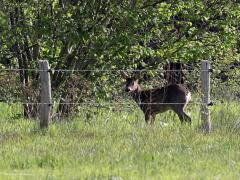 Ree  20231003  Een reebokje in de Oude Buisse Heide. Ik sta op best grote afstand maar was natuurlijk al weer gezien, of gehoord, of geroken. Ze lusten graag malse blaadjes. Die eten ze dan van struiken zo lang ze erbij kunnen. Heel hoog is dat niet ofschoon ze zich soms flink strekken. Hun vraat is aan de struiken te herkennen.