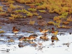 Smient  20231016  Eind september komen de smienten weer in ons land aan om de winter door te brenden. Je vind ze in de kustprovincies, in de delta, op de wadden. Meer inlands op de zandgronden zie je ze nauwelijks. Ze zijn met velen, over een jaar wel tot een miljoen als de winter niet te streng is, bij erge kou vliegen ze wet verder naar het zuiden. De landelijk getelde aantallen namen tot ongeveer 1990 toe maar dalen weer vanaf 2000. De afname werd aanvankelijk toegeschreven aan verschuivingen in w