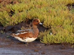 Smient  20231016  Eind september komen de smienten weer in ons land aan om de winter door te brenden. Je vind ze in de kustprovincies, in de delta, op de wadden. Meer inlands op de zandgronden zie je ze nauwelijks. Ze zijn met velen, over een jaar wel tot een miljoen als de winter niet te streng is, bij erge kou vliegen ze wet verder naar het zuiden. De landelijk getelde aantallen namen tot ongeveer 1990 toe maar dalen weer vanaf 2000. De afname werd aanvankelijk toegeschreven aan verschuivingen in w