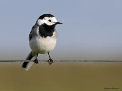 Witte kwikstaart  20230415  Hogerwaardpolder