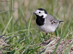 Witte Kwikstaart  20231025  De witte kwik op een ijzerdraad is leuk maar ik vind hem in het gras leuker. Daar tussen die sprieten hoort ie thuis, daar moet ie zijn boterham vinden. Ze zijn daar maar druk mee.