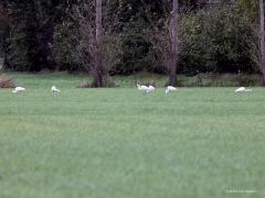 Grote Zilverreiger  20231102  Gisteren zag ik niet alleen spreeuwen in de Matjens. Ook grote zilverreigers. Maar liefst tien stuks bij elkaar, wel ca. 200 meter ver weg, achterin een grasland. Met mijn telelens kon ik er slechts zes in beeld krijgen; telelenzen hebben nu eenmaal een klein gezichtsveld. Op zo'n grote afstand foerageren ze gewoon door natuurlijk. Maar goed ook want ze leken het er maar druk mee te hebben met dat vinden van voldoende voedsel.