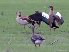 Nijlgans  20231104  Met name in de wintermaanden is de Nijlgans een bewoner van grote maisvelden en grasvelden zoals in de Matjens, in de regel in groepjes. Pas eind jaren 1960 vond men een eerste broedgeval in ons land. Daarna ging het snel, wellicht wel te snel, het is immers een exoot. Gelukkig zijn er geen duidelijke aanwijzingen dat de groeiende aanwezigheid van de Nijlgans ten koste van andere vogels gaat. Het succes van deze soort is deels een gevolg van het lange broedseizoen en meerdere