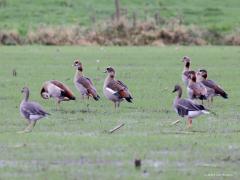 Nijlgans  20231104  Met name in de wintermaanden is de Nijlgans een bewoner van grote maisvelden en grasvelden zoals in de Matjens, in de regel in groepjes. Pas eind jaren 1960 vond men een eerste broedgeval in ons land. Daarna ging het snel, wellicht wel te snel, het is immers een exoot. Gelukkig zijn er geen duidelijke aanwijzingen dat de groeiende aanwezigheid van de Nijlgans ten koste van andere vogels gaat. Het succes van deze soort is deels een gevolg van het lange broedseizoen en meerdere