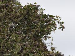 Spreeuw  20231101  Ik reed vanmiddag door de Matjens en zag een grote groep spreeuwen druk in de weer. Het zijn na-apers, vliegt er een op, direct daarna allemaal. Zo zag ik de groep van de akker hoog in een boom vliegen. Van grote afstand kon ik deze foto maken. Ik zie er minstens twintig zitten, niet allemaal even scherp ondanks mijn 1/400ste, maar ja stilzitten is niet hun kwaliteit.