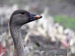 Toendrarietgans  20231028  Nog eens de toendrarietgans deze week in de Matjens. Nu maximaal in beeld zodat de kenmerkende tekening op de snavel heel goed te zien is. Wonderbaarlijk nietwaar dat deze gans twee weken terug nog 3 a 4000 km verderop in het noord oosten aan het rondlopen was. Ze broeden namelijk in Noord Rusland. Grote kans dat deze ganzen jaarlijks dezelfde plekjes in ons land op zoeken in de winter.