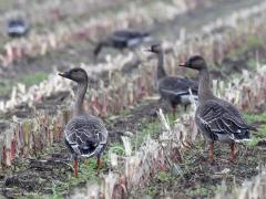 Toendrarietgans  20231027  In oktober komen er weer veel ganzen aan in ons land om te overwinteren. Daaronder bij ons in de buurt ook enkele rietganzen, en dan niet de gewone rietgans maar de ondersoort 'toendrarietgans'. En inderdaad, ik vond woensdag in de Matjens enkele van deze ganzen. Ze zijn te herkennen o.a. door secuur op de snavel te letten. De plaats, de grootte en de kleur van de kleurvlek op de zwarte snavel zijn belangrijke herkenningspunten. Ze zitten graag tussen de kolganzen. Dat w