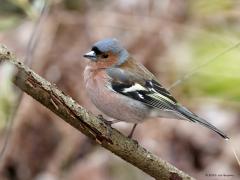 Vink  20231107  Najaar, voorjaar. Prut weer, fijn weer. Ik ben gisteren nog even op stap geweest. Niet omdat het weer uitnodigt, immers geen tekort aan wind, regen en bewolking. Nauwelijks een vogel gezien. Een vink tref je nu altijd wel aan, zo ook gisteren. Ik heb er eentje gefotografeerd en die foto staat model voor het huidige prut weer. Wat een verschil met fijnere tijden.